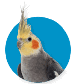 Indoor Birds