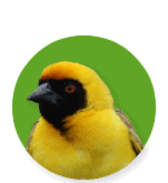 Outdoor Birds