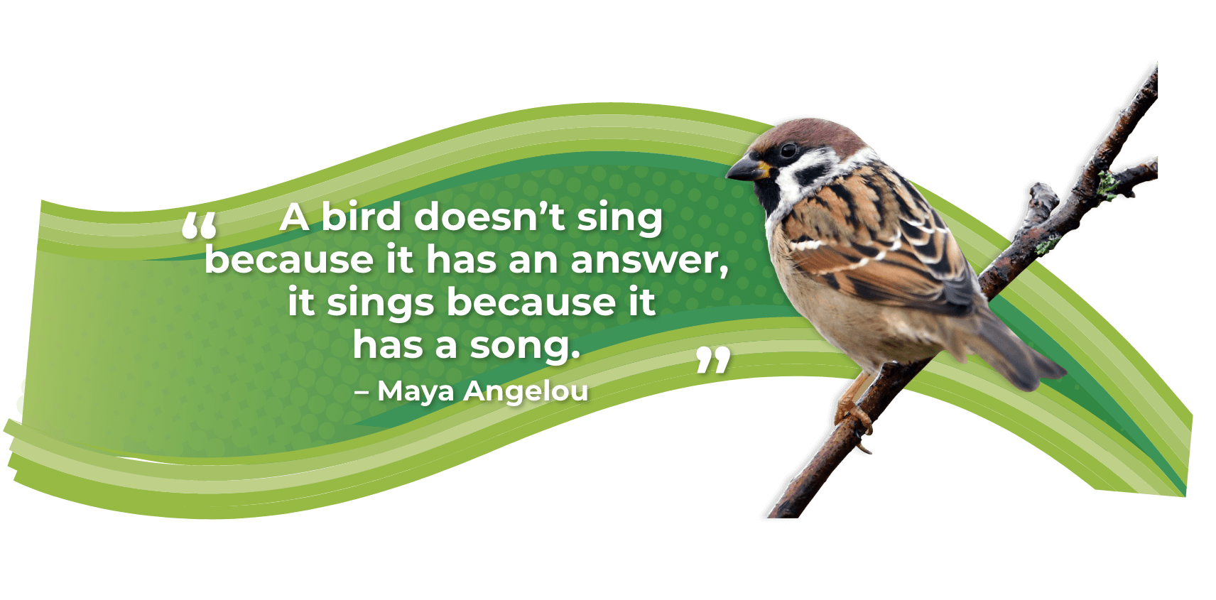 Outdoor Birds