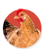 Poultry
