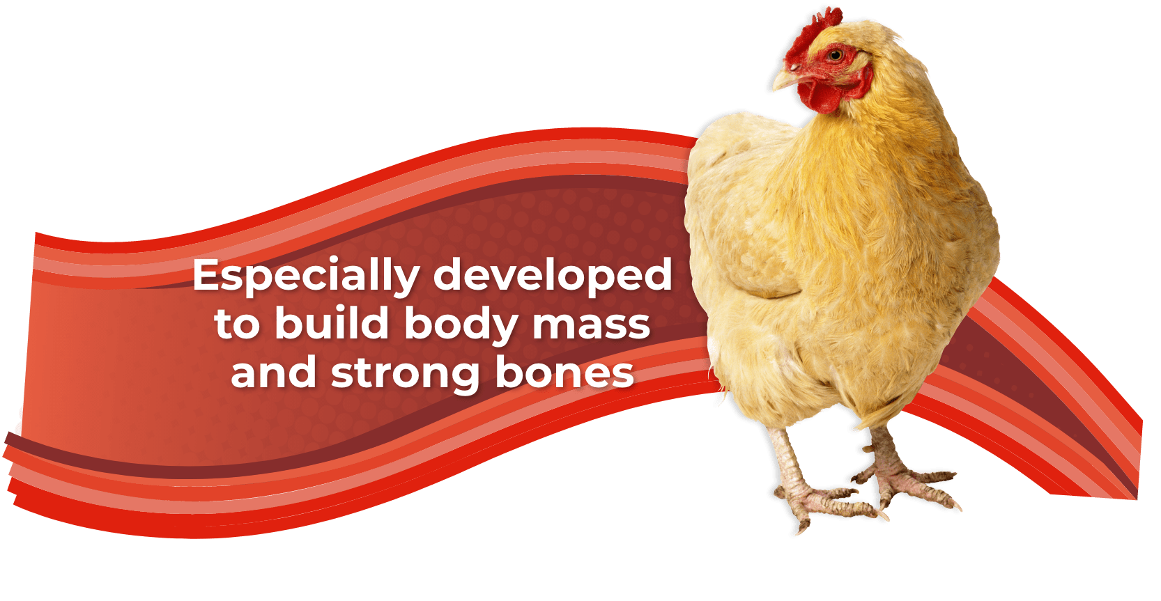 Poultry