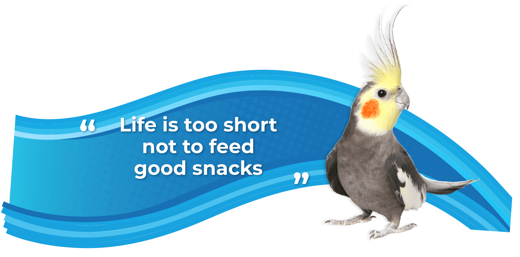 Seeds & Snacks