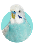 Indoor Birds