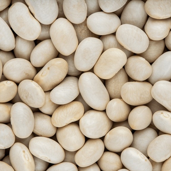 Small White Beans