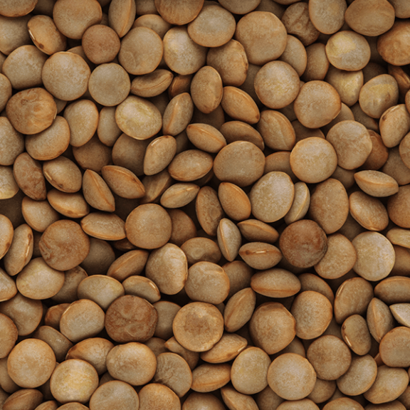 Brown Lentils