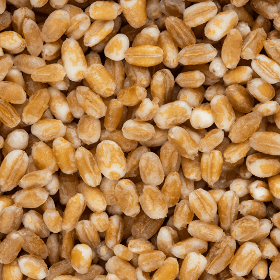 Stampkoring Whole Wheat