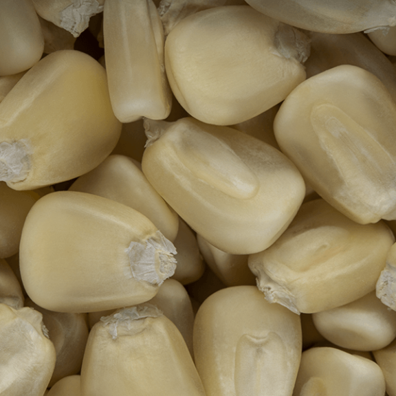 SnackMaize (White)