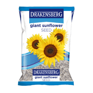 Drakensberg Giant Sunflower Seed Drakensberg Giant Sunflower Seed