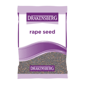 Rape seed Rape seed