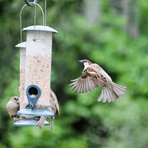 This is how you can attract more birds to your garden