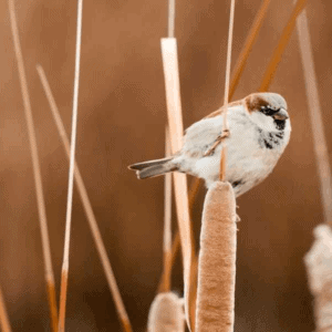 Make the most of millet to attract more birds to your garden