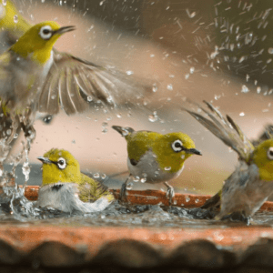 Attract more garden birds to your birdbath with these 6 easy tips
